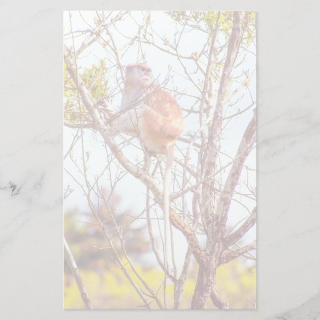 Papelaria Patas é uma árvore (Frente)