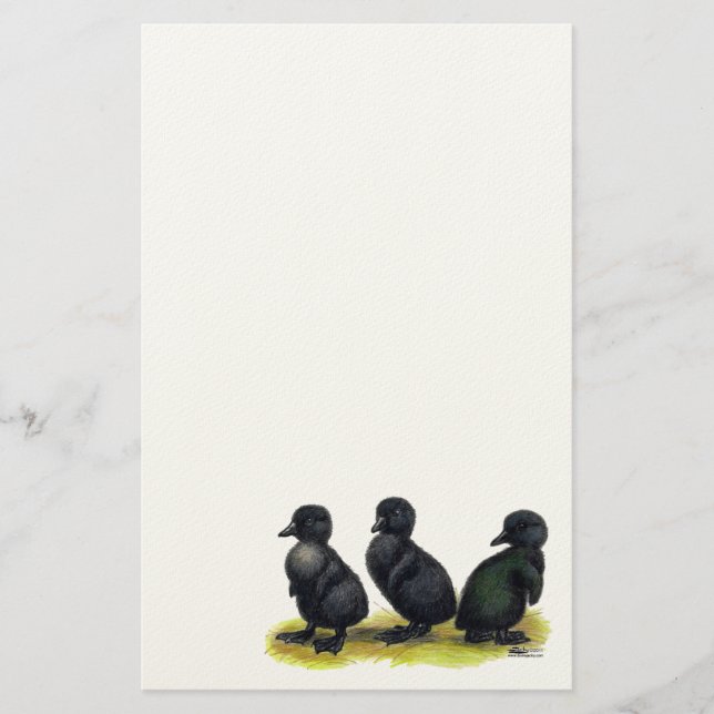 Papelaria Patinhos Black Cayuga (Frente)
