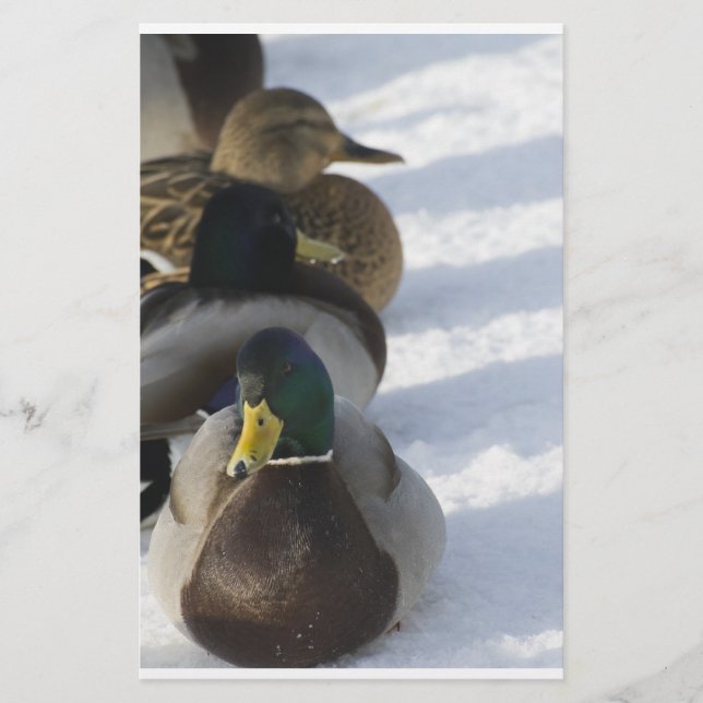 Papelaria Patos (Frente)