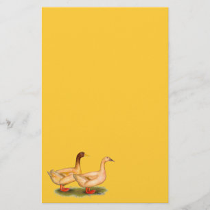 Papelaria Patos:  Buff Orpington