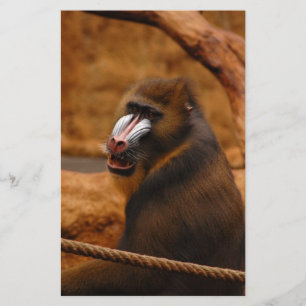 Papelaria Pava/Baboon