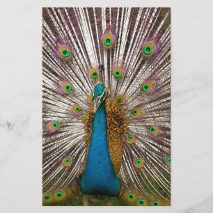 Papelaria Pavão Pacífico