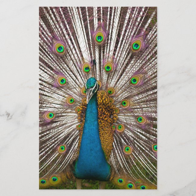 Papelaria Pavão Pacífico (Frente)