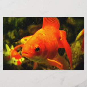 Papelaria Peixe dourado