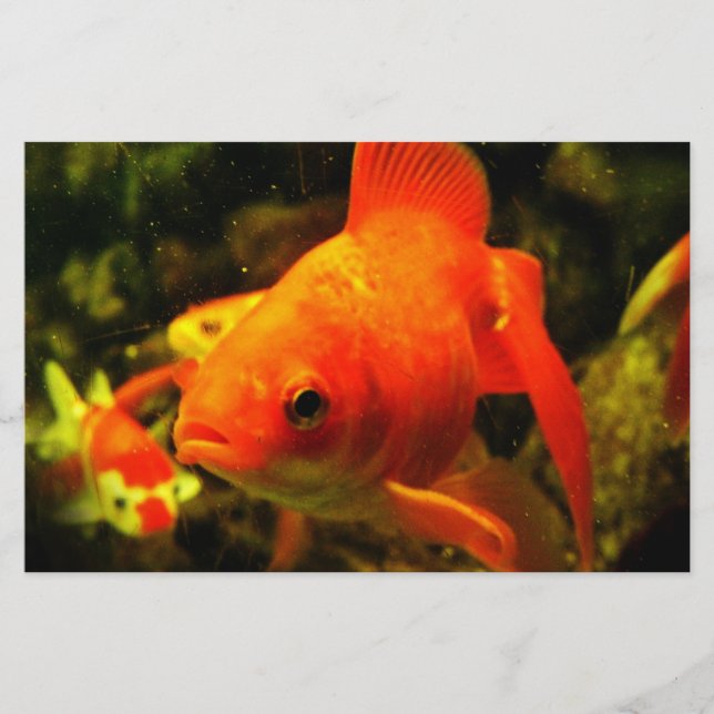 Papelaria Peixe dourado (Frente)