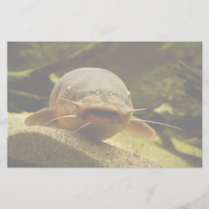 Papelaria Peixe-gato elétrico