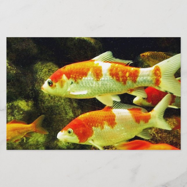 Papelaria peixe Koi (Frente)
