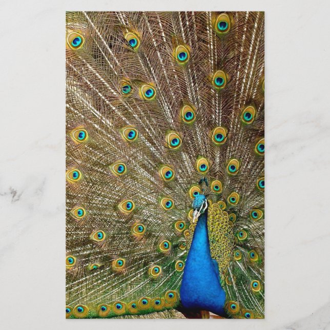 Papelaria Penas da Cauda Peacock (Frente)