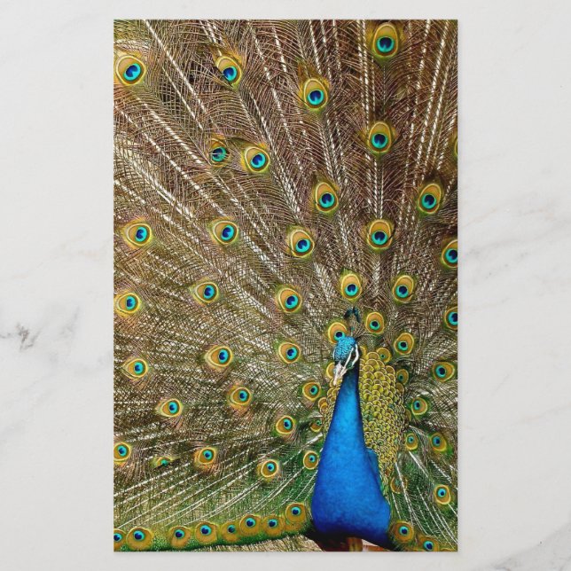 Papelaria Penas da Cauda Peacock (Frente)