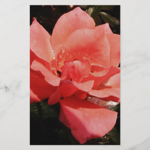 Papelaria pêssego cor-de-rosa e dewdrops