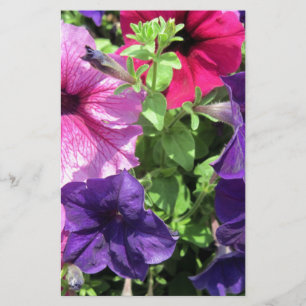 Papelaria Petunias coloridas
