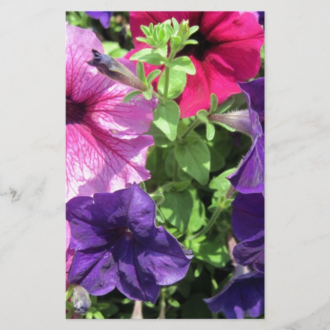 Papelaria Petunias coloridas (Frente)