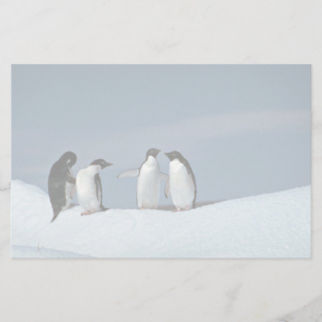 Papelaria Pinguins de Adelite, a Antártica (Frente)