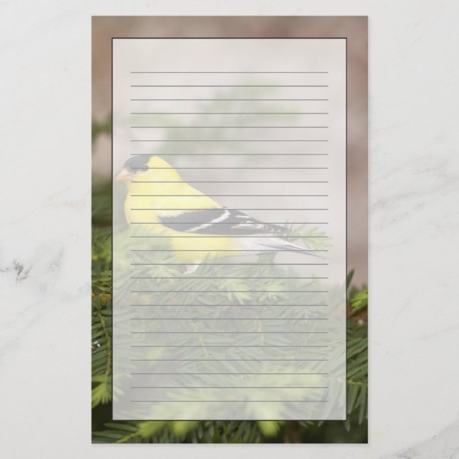 Papelaria Pintassilgo Americano macho em uma árvore (Frente)