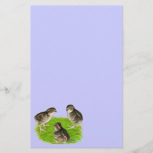 Papelaria Pintinhos Bobwhite Quail