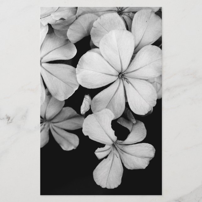 Papelaria Plumbago de Cabo (Frente)