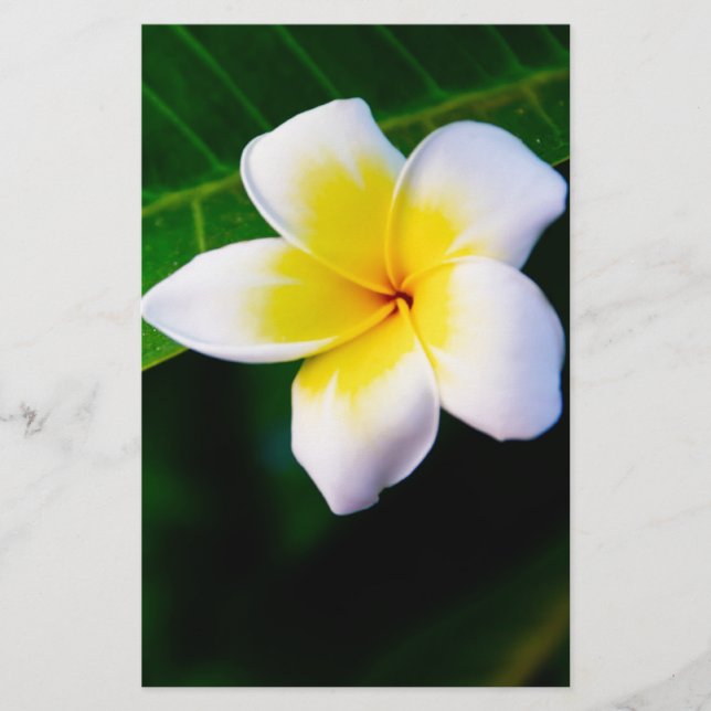 Papelaria plumeria (Frente)