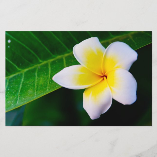 Papelaria plumeria (Frente)