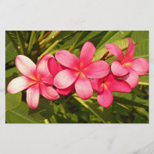 Papelaria Plumeria (Frente)