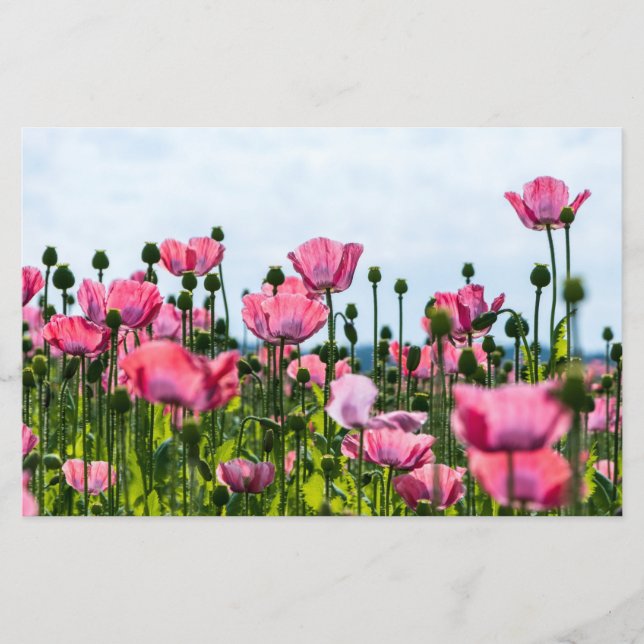Papelaria Poppies Rosa (Frente)