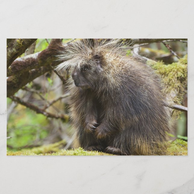 Papelaria Porcupina determinada (Frente)