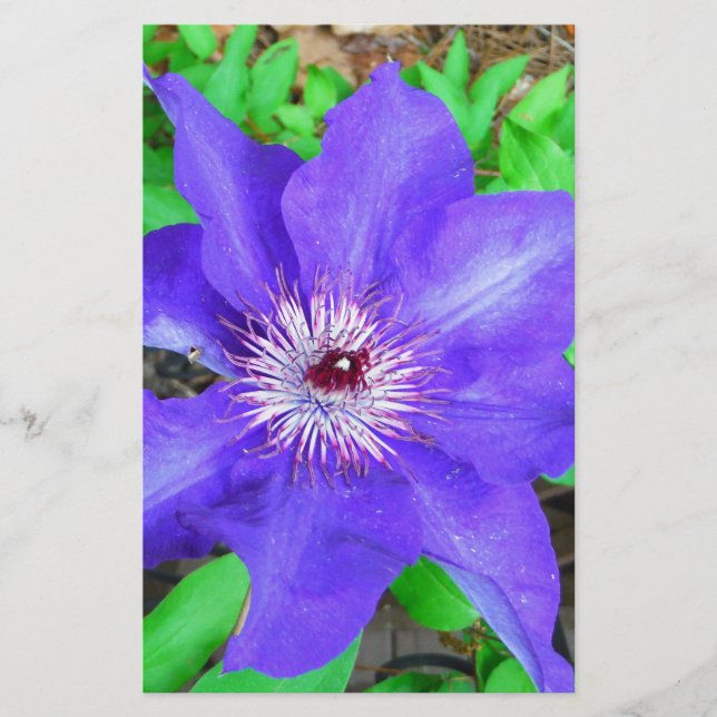 Papelaria Purple Clematis Flower (Frente)
