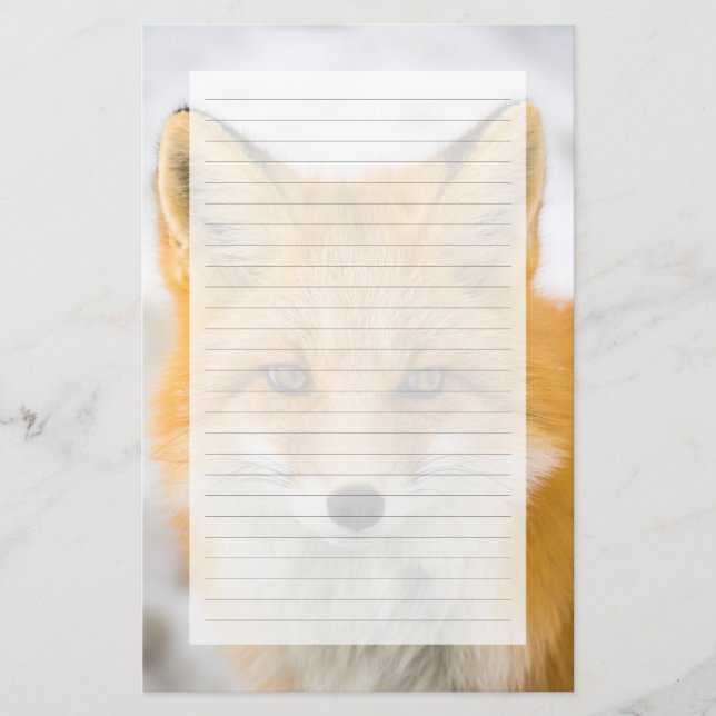Papelaria Red Fox Portrait (Frente)
