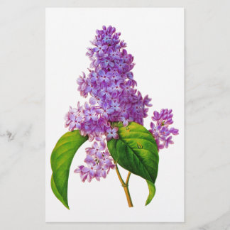Papelaria Redoute Lilacs