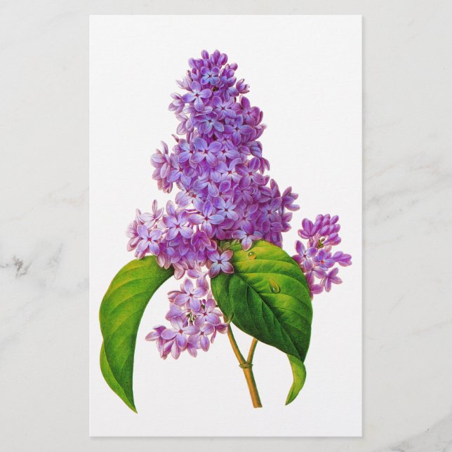 Papelaria Redoute Lilacs (Frente)