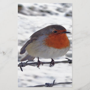 Papelaria Robin Redbreast