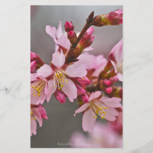Papelaria Rosa Contra Uma Cinza Céu Japonês Blossomas De Cer