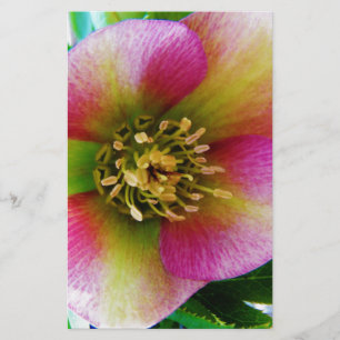 Papelaria Rosa cor-de-rosa,
