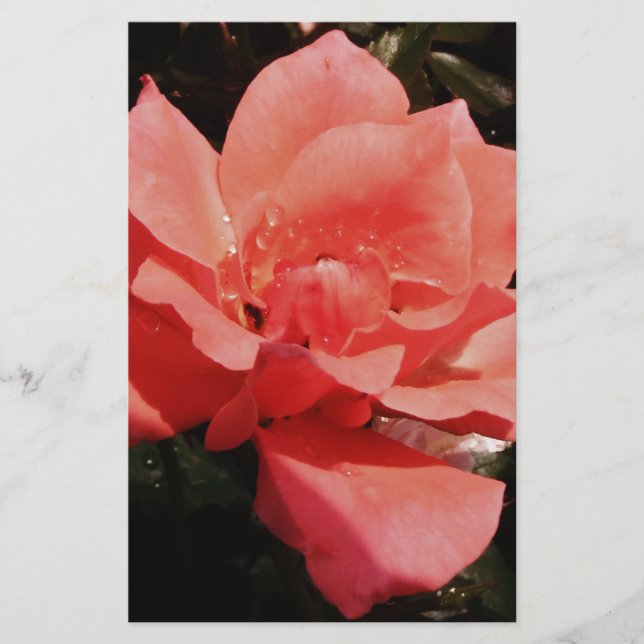 Papelaria rosa de pêssego e colírio (Frente)