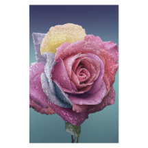 Rosa multicolor