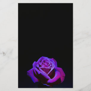 Papelaria Rosa púrpura com gotas de água em fundo preto
