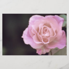 Papelaria Rosa rosa magnífica