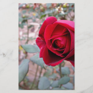 Papelaria Rosa vermelha de outono