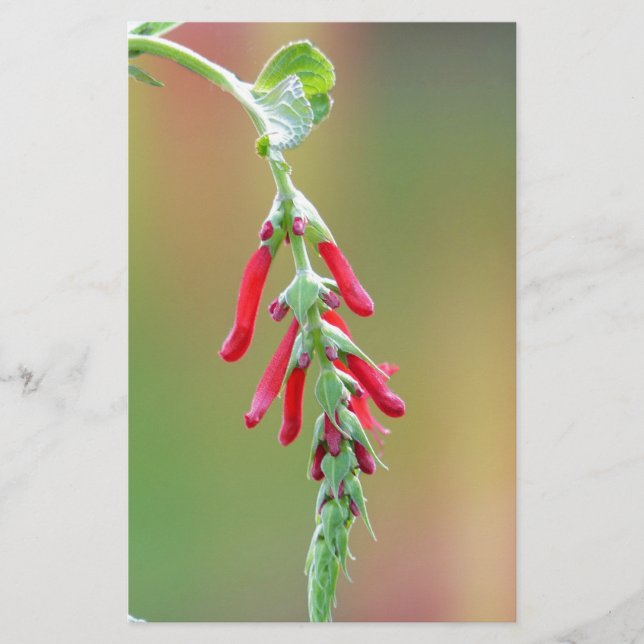 Papelaria Sage Bloom de Abacaxi (Frente)
