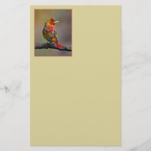 Papelaria Scarlet Tanager Molting - Fotografia original