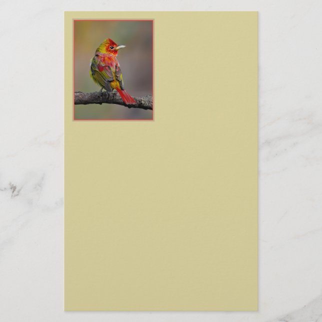 Papelaria Scarlet Tanager Molting - Fotografia original (Frente)