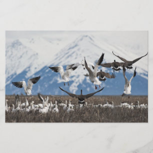 Papelaria Scattering Geese