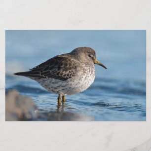 Papelaria Searing Rock Sandpiper