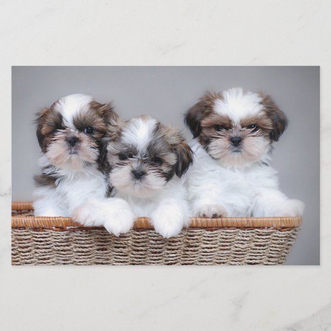 Papelaria Shih Tzu puppies (Frente)
