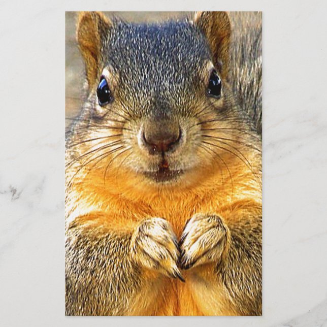 Papelaria Squirrel Love (Frente)