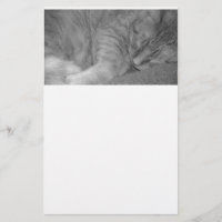 Tabby Laranja Cat/Black & White Fotografia