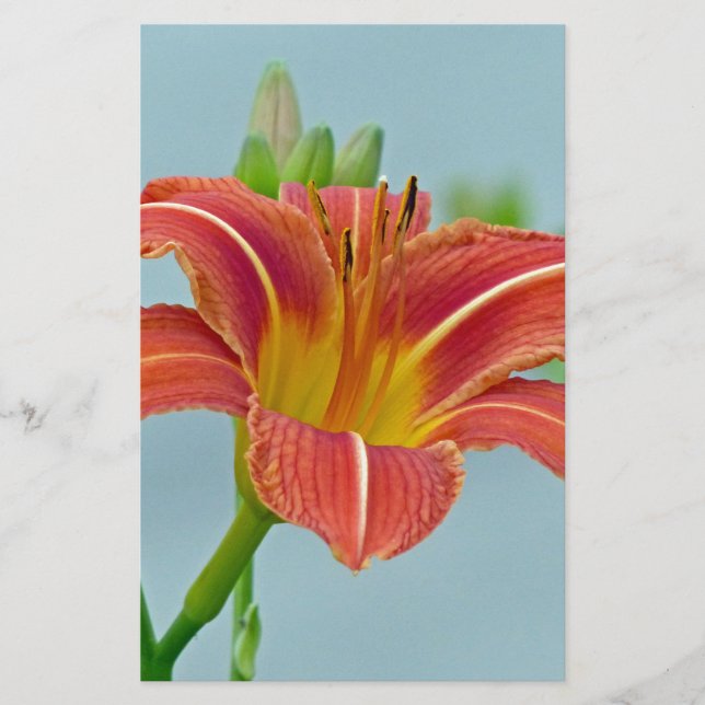 Papelaria Tiger Daylily (Frente)