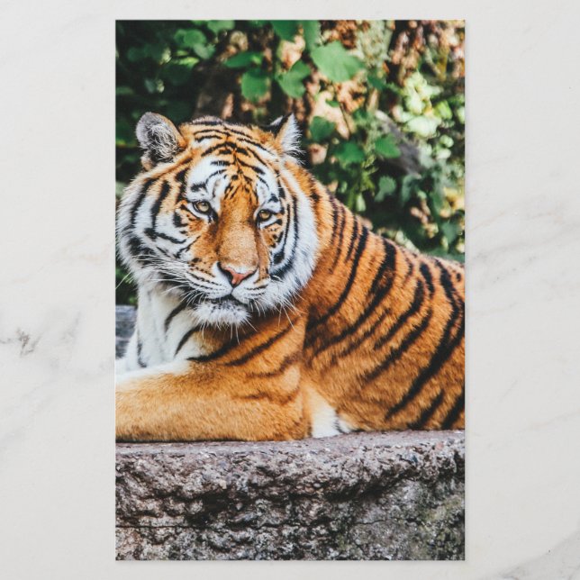 Papelaria Tigre (Frente)