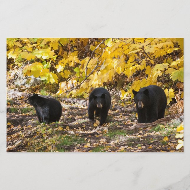 Papelaria Três Ursos (Frente)