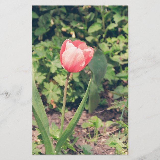 Papelaria Tulipa (Frente)