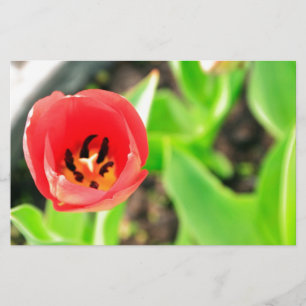 Papelaria Tulipa